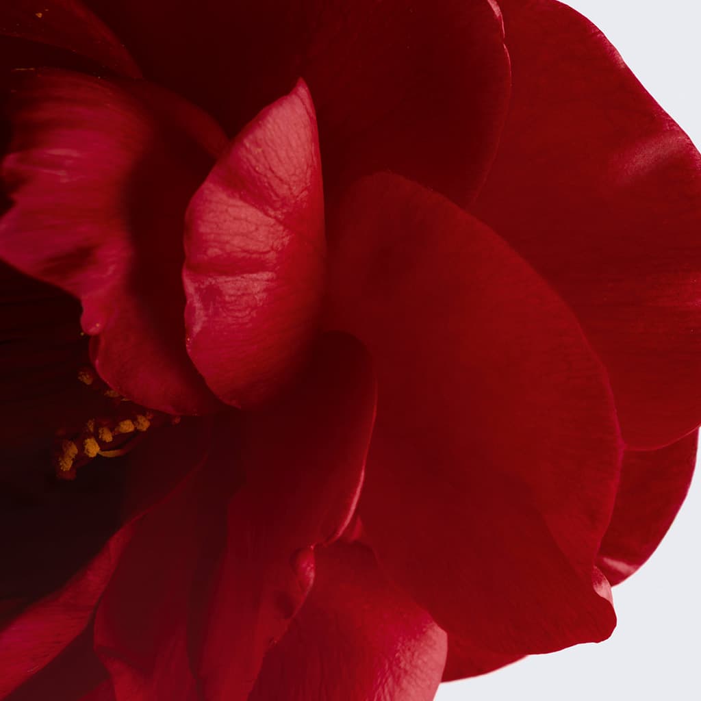 N°1 de CHANEL Sérum Revitalisant